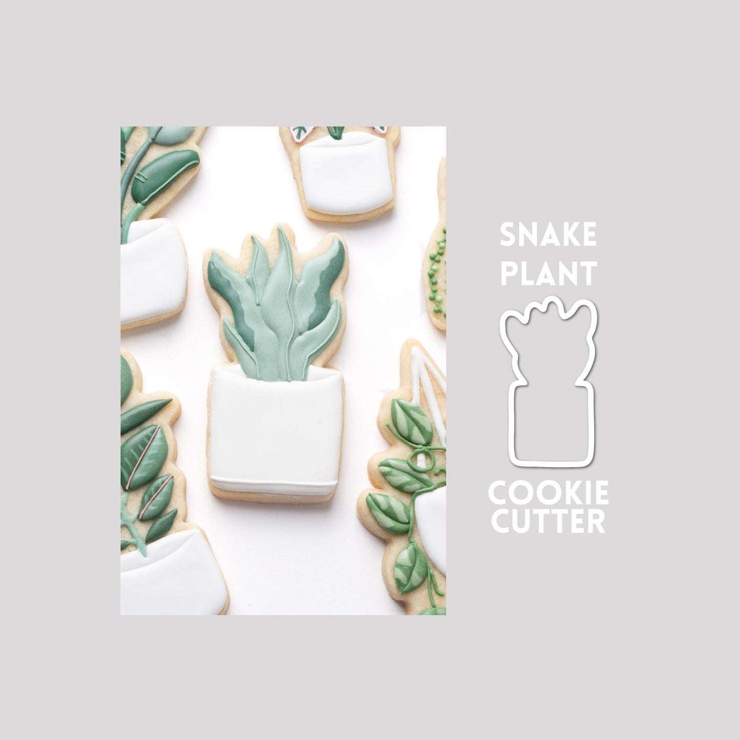 Decorated snake plant sugar cookie next to a snake plant cookie cutter outline on a gray background.