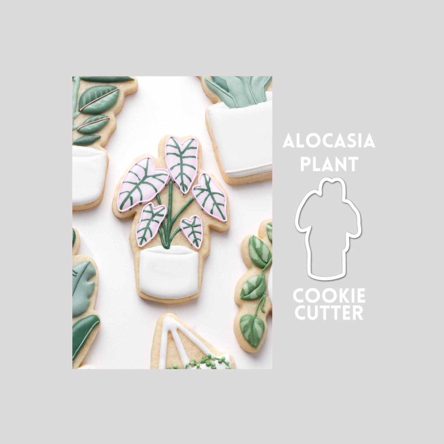 Decorated alocasia plant sugar cookie next to a alocasia plant cookie cutter outline on a gray background.