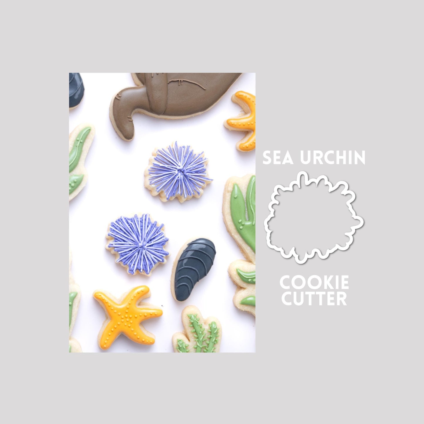 Decorated sea urchin sugar cookie next to a sea urchin cookie cutter outline on a gray background.