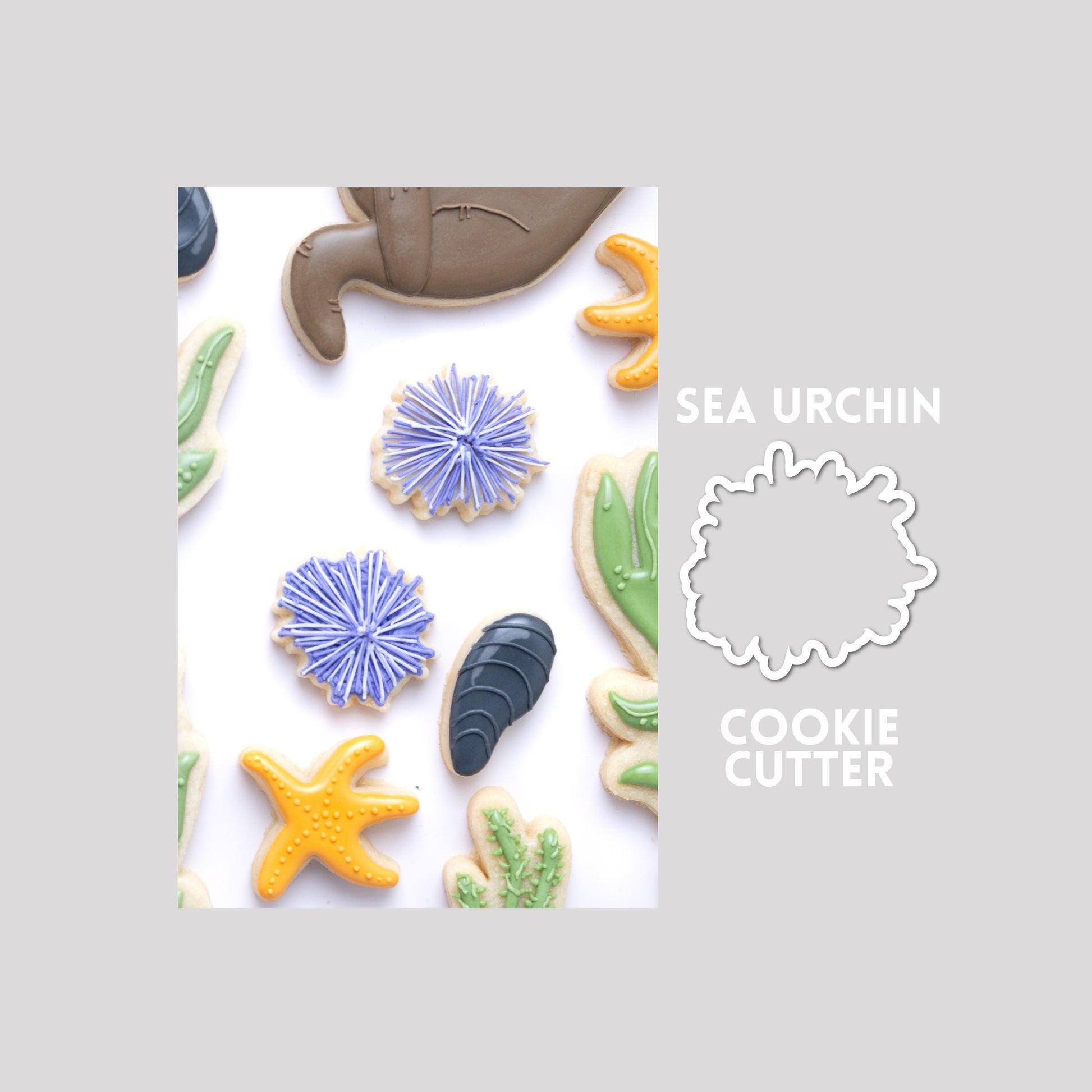 Decorated sea urchin sugar cookie next to a sea urchin cookie cutter outline on a gray background.