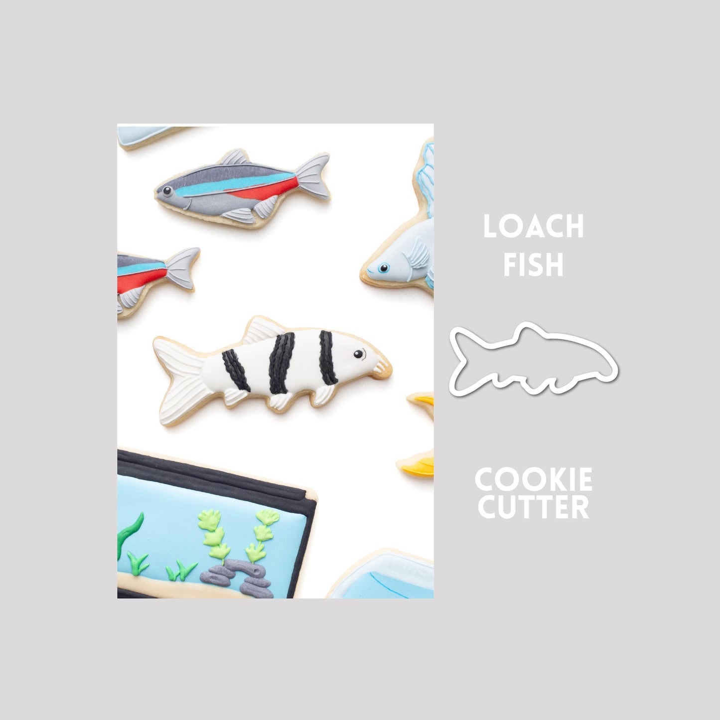 Decorated loach fish sugar cookie next to a loach fish cookie cutter outline on a gray background.